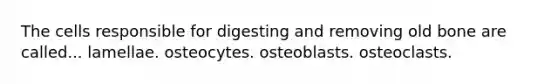 The cells responsible for digesting and removing old bone are called... lamellae. osteocytes. osteoblasts. osteoclasts.