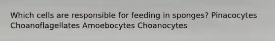 Which cells are responsible for feeding in sponges? Pinacocytes Choanoflagellates Amoebocytes Choanocytes