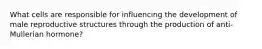 What cells are responsible for influencing the development of male reproductive structures through the production of anti-Mullerian hormone?