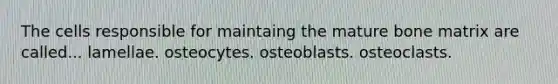 The cells responsible for maintaing the mature bone matrix are called... lamellae. osteocytes. osteoblasts. osteoclasts.