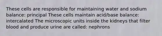 These cells are responsible for maintaining water and sodium balance: principal These cells maintain acid/base balance: intercalated The microscopic units inside the kidneys that filter blood and produce urine are called: nephrons