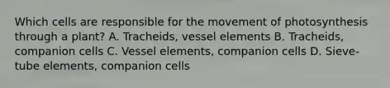 Which cells are responsible for the movement of photosynthesis through a plant? A. Tracheids, vessel elements B. Tracheids, companion cells C. Vessel elements, companion cells D. Sieve-tube elements, companion cells