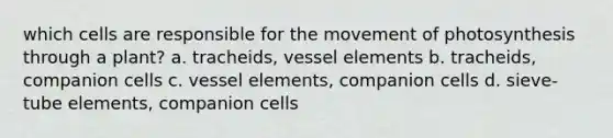 which cells are responsible for the movement of photosynthesis through a plant? a. tracheids, vessel elements b. tracheids, companion cells c. vessel elements, companion cells d. sieve-tube elements, companion cells