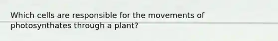 Which cells are responsible for the movements of photosynthates through a plant?