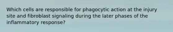 Which cells are responsible for phagocytic action at the injury site and fibroblast signaling during the later phases of the inflammatory response?