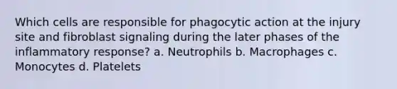 Which cells are responsible for phagocytic action at the injury site and fibroblast signaling during the later phases of the inflammatory response? a. Neutrophils b. Macrophages c. Monocytes d. Platelets