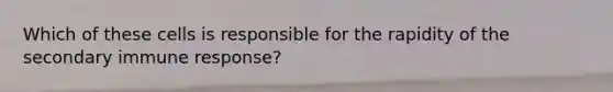 Which of these cells is responsible for the rapidity of the secondary immune response?