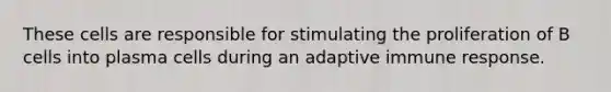 These cells are responsible for stimulating the proliferation of B cells into plasma cells during an adaptive immune response.