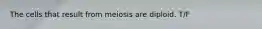 The cells that result from meiosis are diploid. T/F