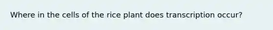 Where in the cells of the rice plant does transcription occur?