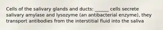 Cells of the salivary glands and ducts: ______ cells secrete salivary amylase and lysozyme (an antibacterial enzyme), they transport antibodies from the interstitial fluid into the saliva