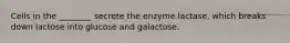 Cells in the ________ secrete the enzyme lactase, which breaks down lactose into glucose and galactose.