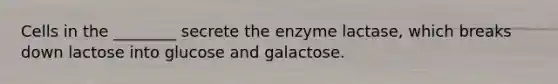 Cells in the ________ secrete the enzyme lactase, which breaks down lactose into glucose and galactose.