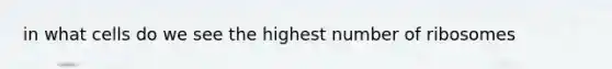 in what cells do we see the highest number of ribosomes