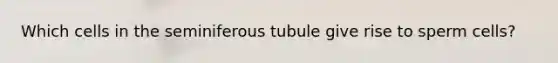 Which cells in the seminiferous tubule give rise to sperm cells?