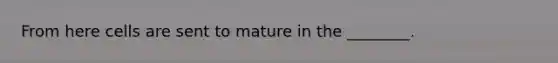 From here cells are sent to mature in the ________.