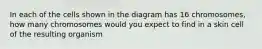 In each of the cells shown in the diagram has 16 chromosomes, how many chromosomes would you expect to find in a skin cell of the resulting organism
