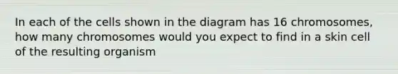 In each of the cells shown in the diagram has 16 chromosomes, how many chromosomes would you expect to find in a skin cell of the resulting organism
