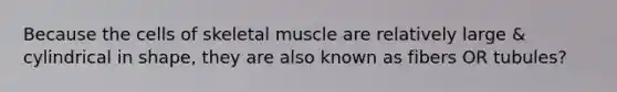 Because the cells of skeletal muscle are relatively large & cylindrical in shape, they are also known as fibers OR tubules?