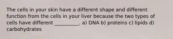 The cells in your skin have a different shape and different function from the cells in your liver because the two types of cells have different __________. a) DNA b) proteins c) lipids d) carbohydrates