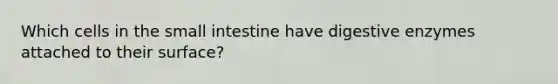 Which cells in the small intestine have digestive enzymes attached to their surface?