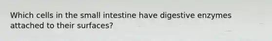 Which cells in the small intestine have digestive enzymes attached to their surfaces?
