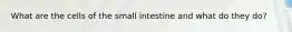 What are the cells of the small intestine and what do they do?