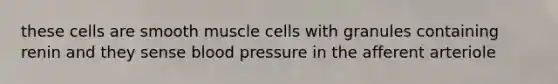 these cells are smooth muscle cells with granules containing renin and they sense <a href='https://www.questionai.com/knowledge/kD0HacyPBr-blood-pressure' class='anchor-knowledge'>blood pressure</a> in the afferent arteriole