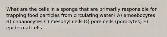 What are the cells in a sponge that are primarily responsible for trapping food particles from circulating water? A) amoebocytes B) choanocytes C) mesohyl cells D) pore cells (porocytes) E) epidermal cells