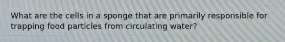 What are the cells in a sponge that are primarily responsible for trapping food particles from circulating water?