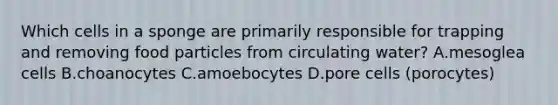 Which cells in a sponge are primarily responsible for trapping and removing food particles from circulating water? A.mesoglea cells B.choanocytes C.amoebocytes D.pore cells (porocytes)