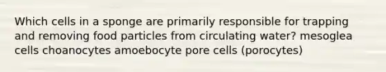 Which cells in a sponge are primarily responsible for trapping and removing food particles from circulating water? mesoglea cells choanocytes amoebocyte pore cells (porocytes)