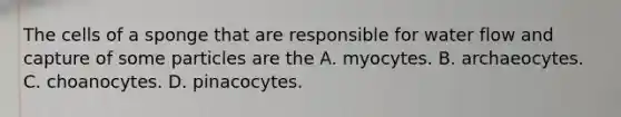 The cells of a sponge that are responsible for water flow and capture of some particles are the A. myocytes. B. archaeocytes. C. choanocytes. D. pinacocytes.