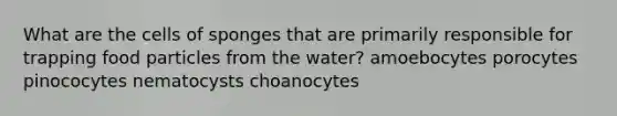 What are the cells of sponges that are primarily responsible for trapping food particles from the water? amoebocytes porocytes pinococytes nematocysts choanocytes