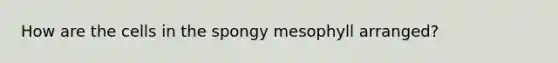 How are the cells in the spongy mesophyll arranged?