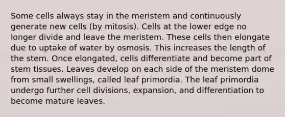 Some cells always stay in the meristem and continuously generate new cells (by mitosis). Cells at the lower edge no longer divide and leave the meristem. These cells then elongate due to uptake of water by osmosis. This increases the length of the stem. Once elongated, cells differentiate and become part of stem tissues. Leaves develop on each side of the meristem dome from small swellings, called leaf primordia. The leaf primordia undergo further cell divisions, expansion, and differentiation to become mature leaves.