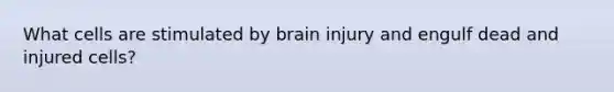 What cells are stimulated by brain injury and engulf dead and injured cells?