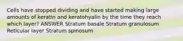 Cells have stopped dividing and have started making large amounts of keratin and keratohyalin by the time they reach which layer? ANSWER Stratum basale Stratum granulosum Reticular layer Stratum spinosum