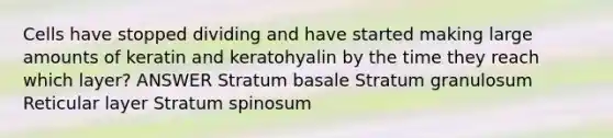 Cells have stopped dividing and have started making large amounts of keratin and keratohyalin by the time they reach which layer? ANSWER Stratum basale Stratum granulosum Reticular layer Stratum spinosum