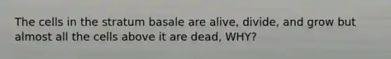 The cells in the stratum basale are alive, divide, and grow but almost all the cells above it are dead, WHY?