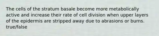 The cells of the stratum basale become more metabolically active and increase their rate of cell division when upper layers of the epidermis are stripped away due to abrasions or burns. true/false