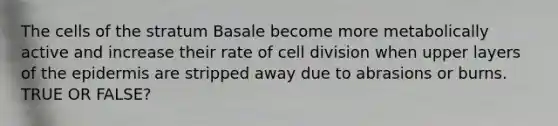 The cells of the stratum Basale become more metabolically active and increase their rate of cell division when upper layers of the epidermis are stripped away due to abrasions or burns. TRUE OR FALSE?