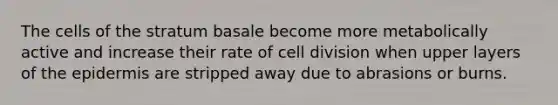 The cells of the stratum basale become more metabolically active and increase their rate of cell division when upper layers of the epidermis are stripped away due to abrasions or burns.