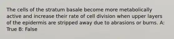 The cells of the stratum basale become more metabolically active and increase their rate of <a href='https://www.questionai.com/knowledge/kjHVAH8Me4-cell-division' class='anchor-knowledge'>cell division</a> when upper layers of <a href='https://www.questionai.com/knowledge/kBFgQMpq6s-the-epidermis' class='anchor-knowledge'>the epidermis</a> are stripped away due to abrasions or burns. A: True B: False