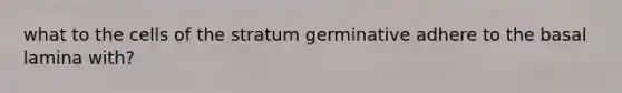 what to the cells of the stratum germinative adhere to the basal lamina with?