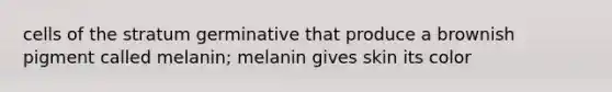 cells of the stratum germinative that produce a brownish pigment called melanin; melanin gives skin its color