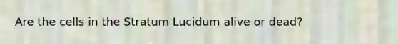 Are the cells in the Stratum Lucidum alive or dead?