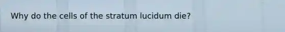 Why do the cells of the stratum lucidum die?