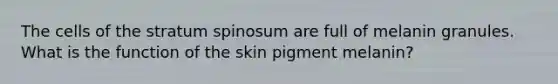 The cells of the stratum spinosum are full of melanin granules. What is the function of the skin pigment melanin?