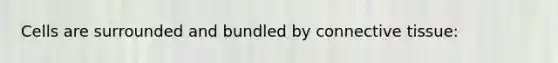 Cells are surrounded and bundled by connective tissue: